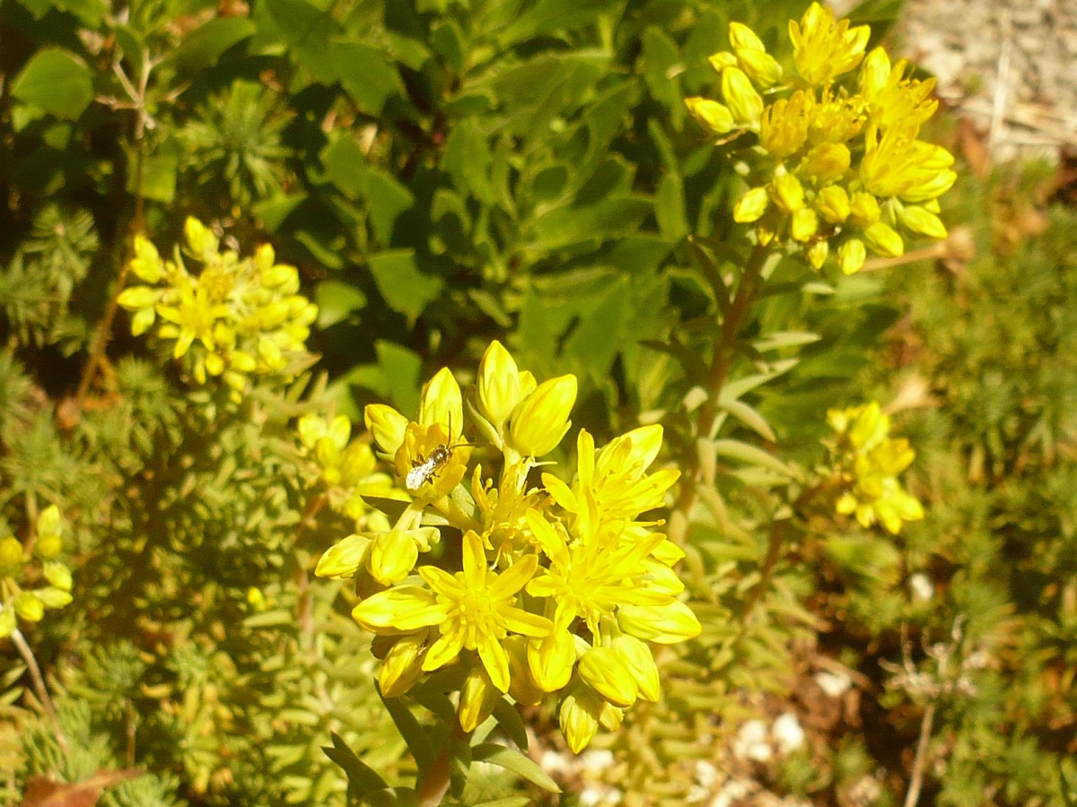 Sedum x nicaeense (Crassulaceae)